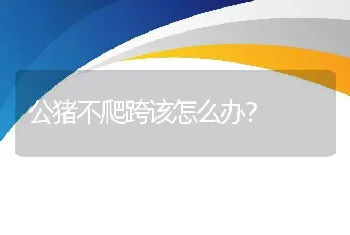 公猪不爬跨该怎么办？