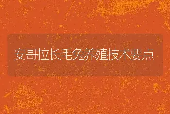 安哥拉长毛兔养殖技术要点