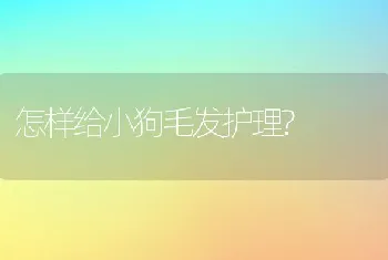 怎样给小狗毛发护理?