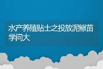 水产养殖贴士之投放泥鳅苗学问大