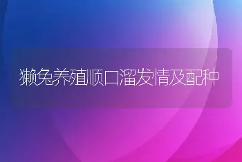 獭兔养殖顺口溜发情及配种