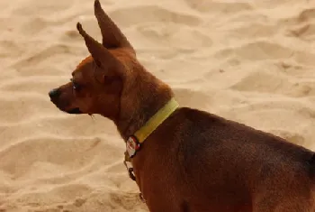 小鹿犬怎么养 小鹿犬饲养方法