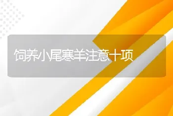 饲养小尾寒羊注意十项