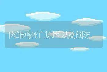 肉雏鸡死亡原因以及预防