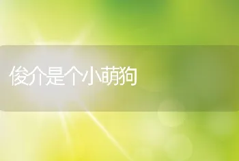 俊介是个小萌狗