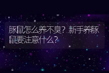 豚鼠怎么养不臭？新手养豚鼠要注意什么？