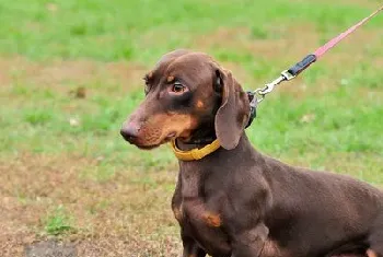 腊肠犬幼犬怎么照顾 腊肠犬幼犬饲养注意事项