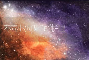 不同小狗皮毛的护理