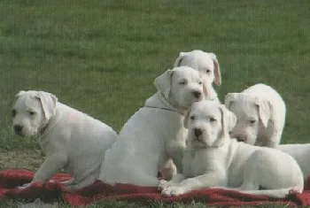 杜高犬吃什么狗粮好 杜高犬幼犬狗粮选择推荐