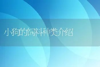 小狗的饲料种类介绍