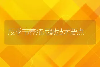 反季节养殖泥鳅技术要点