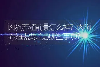 肉狗养殖前景怎么样？肉狗养殖需要注意哪些事项？