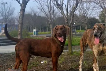 细犬刚出生怎么喂 刚出生的中国细犬喂养护理方法