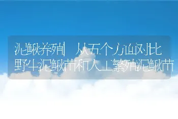 泥鳅养殖|从五个方面对比野生泥鳅苗和人工繁殖泥鳅苗