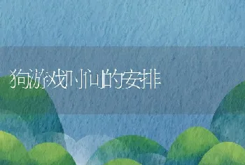 狗游戏时间的安排