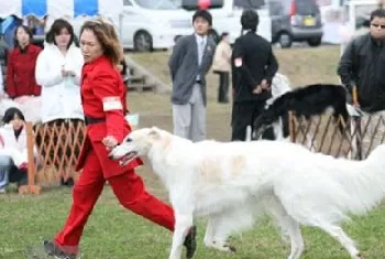 苏俄猎狼犬怎么修剪指甲 苏俄猎狼犬护理之剪指甲