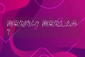 海棠兔特点？海棠兔怎么养？