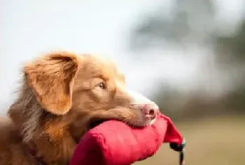 新斯科舍猎鸭寻猎犬资料介绍_苏格兰猎鸭寻回犬价格