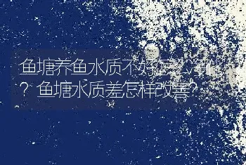 鱼塘养鱼水质不好怎么净化？鱼塘水质差怎样改善？