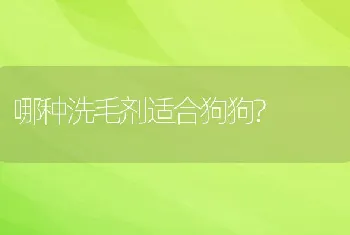 哪种洗毛剂适合狗狗?