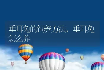 垂耳兔的饲养方法，垂耳兔怎么养