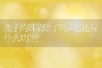 兔子的耳朵除了听声音还有什么功能？