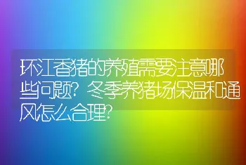 环江香猪的养殖需要注意哪些问题?冬季养猪场保温和通风怎么合理?