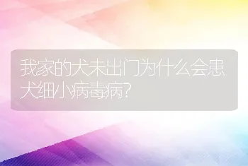 我家的犬未出门为什么会患犬细小病毒病？