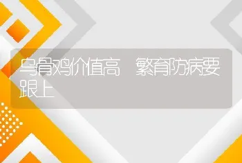 乌骨鸡价值高 繁育防病要跟上