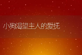 小狗渴望主人的爱抚