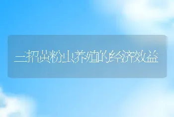 三招黄粉虫养殖的经济效益