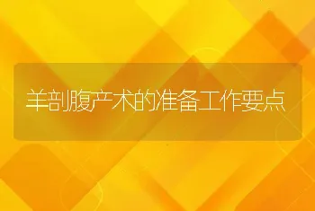 羊剖腹产术的准备工作要点