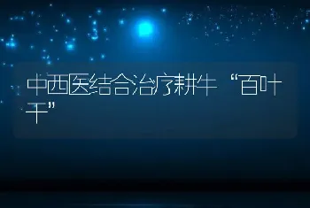 中西医结合治疗耕牛“百叶干”