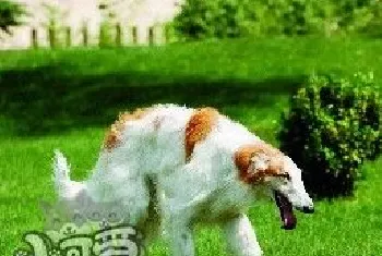 苏俄猎狼犬每天吃多少 苏俄猎狼犬食量介绍