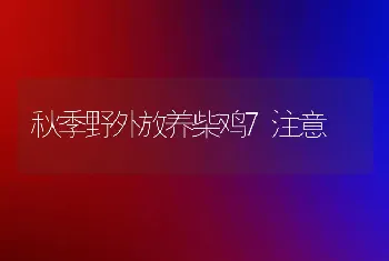 秋季野外放养柴鸡7注意