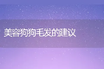 美容狗狗毛发的建议