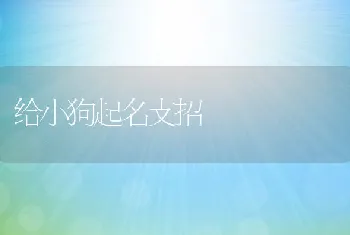 给小狗起名支招