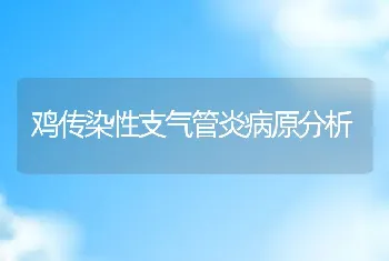 鸡传染性支气管炎病原分析