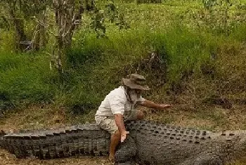 澳大利亚鳄鱼骑士Rob Bredl骑千斤重鳄鱼玩耍