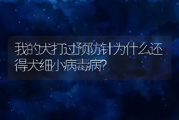 我的犬打过预防针为什么还得犬细小病毒病？