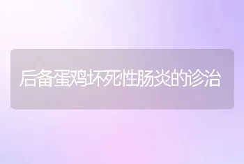 后备蛋鸡坏死性肠炎的诊治