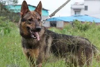 昆明犬耳朵怎么清洁 昆明犬耳朵清洁护理方法