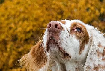 英国雪达犬养之前要准备什么 英格兰雪达犬饲养准备