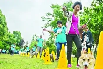 武汉千犬参加狗狗马拉松 倡导文明养宠的理念