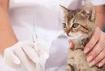 怎么给猫注射疫苗？