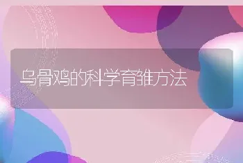 乌骨鸡的科学育雏方法