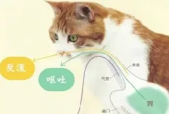 猫咪常见呕吐问题全攻略