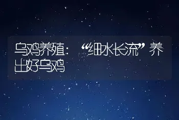 乌鸡养殖：“细水长流”养出好乌鸡