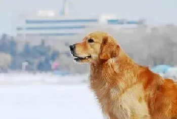 怎样挑选辨别纯种金毛犬