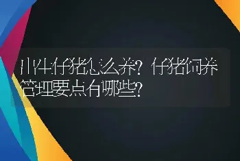 出生仔猪怎么养？仔猪饲养管理要点有哪些？